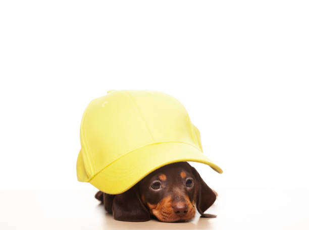 istock image of dog cap white background 1333589676