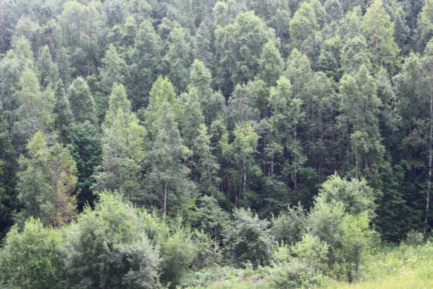 Panoramic view of mixed woodland birch, spruce, cedar trees in summer