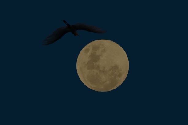 istock Full moon with bird silhouette in the dark night. 1333590747