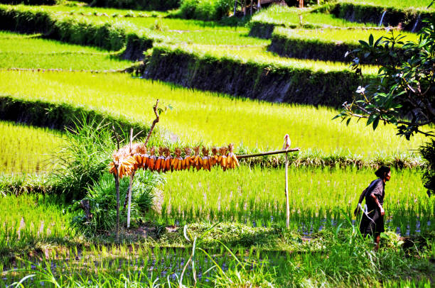 bali. sidemen - arid climate asia color image day foto e immagini stock