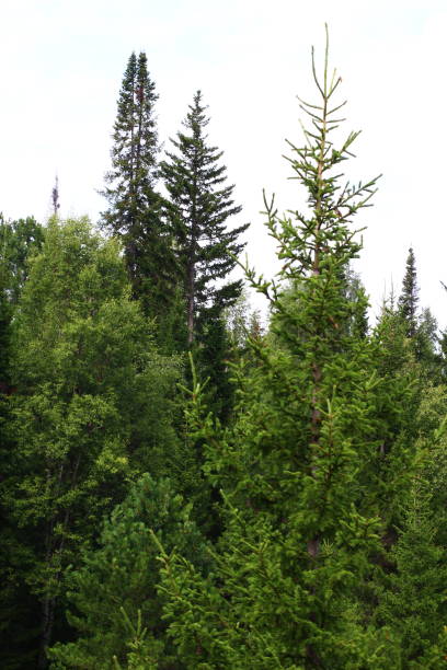 istock Panoramic view of mixed woodland birch, spruce, cedar trees in summer 1333590929