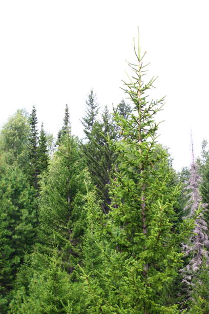 istock Panoramic view of mixed woodland birch, spruce, cedar trees in summer 1333590970