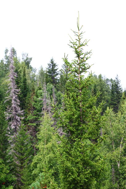 istock Panoramic view of mixed woodland birch, spruce, cedar trees in summer 1333590982