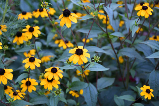istock Yellow flower Rudbeckia triloba (Latin. Rudbeckia triloba) 1333591019