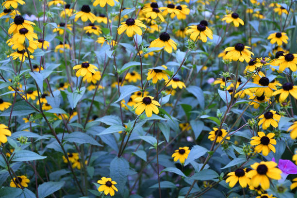 Yellow flower Rudbeckia triloba (Latin. Rudbeckia triloba)