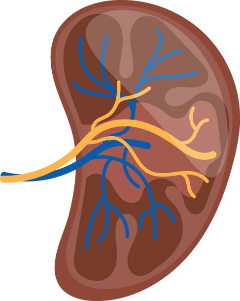 ilustrações de stock, clip art, desenhos animados e ícones de human kidney cross section concept, vector color icon design, organ system symbol, human anatomy sign, human body parts stock illustration - animal internal organ