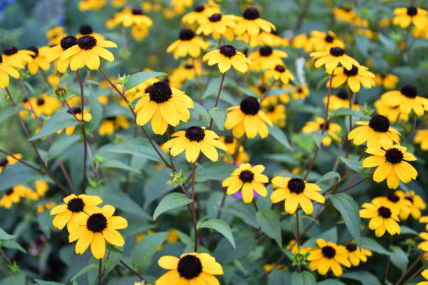istock Yellow flower Rudbeckia triloba (Latin. Rudbeckia triloba) 1333591030