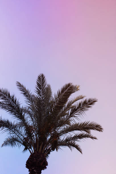 istock palm tree on the background of pink sunset 1333591114