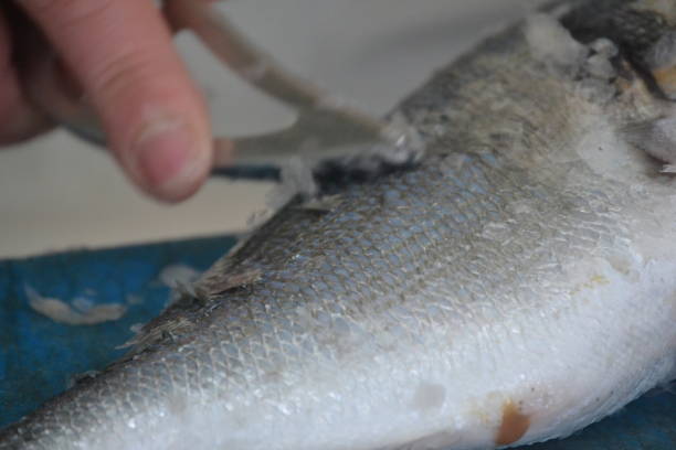 istock Fish from the freshly caught are almost alive 1333591808