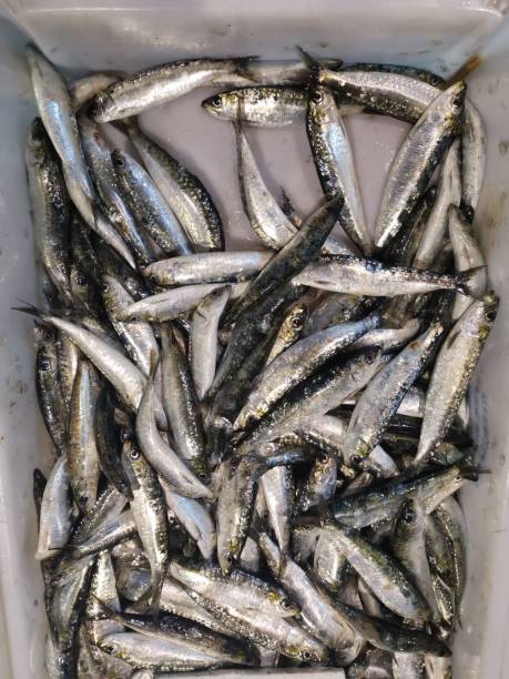 istock Fish from the freshly caught are almost alive 1333592155