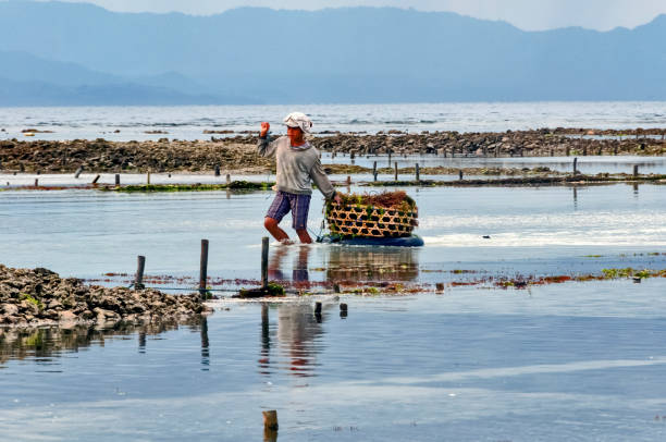 bali. nusa lembongan - seaweed nusa lembongan seaweed farming water stock-fotos und bilder