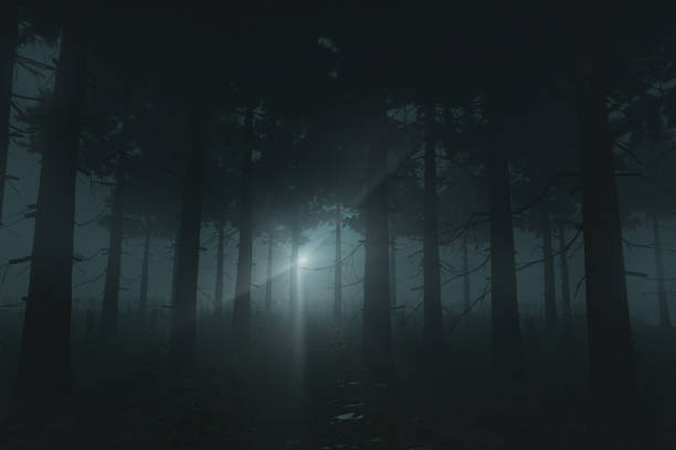 istock 3d rendering of pine forest with fern plants illuminated from the flashlight 1333593710