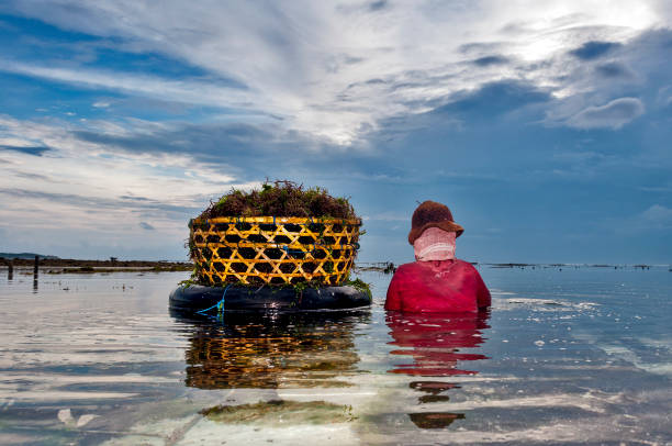 bali. nusa lembongan - seaweed nusa lembongan seaweed farming water imagens e fotografias de stock