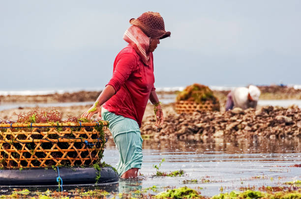 bali. nusa lembongan - seaweed nusa lembongan seaweed farming water stock-fotos und bilder