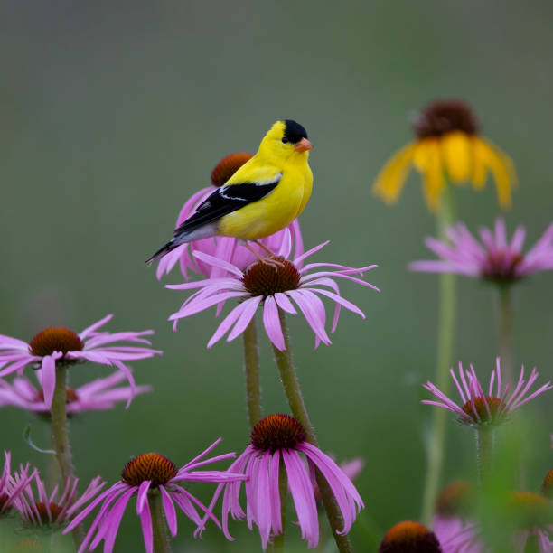 Hal Moran217389 goldfinch goldfinch stock pictures, royalty-free photos & images