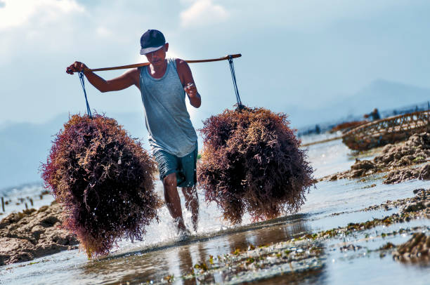 bali. nusa lembongan - seaweed nusa lembongan seaweed farming water imagens e fotografias de stock