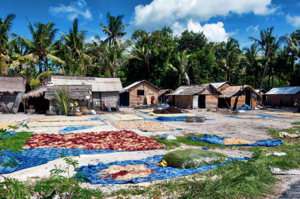 Bali. Nusa Lembongan Indonesia. Bali. Nusa Lembongan island. The people of the island have specialized in the cultivation of algae in creating true algae farms. Drying seaweeds seaweed farming stock pictures, royalty-free photos & images