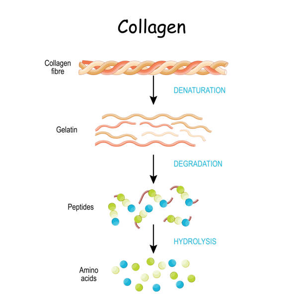 peptydy kolagenowe są trawione i rozkładane na aminokwasy. - hydrolysis stock illustrations