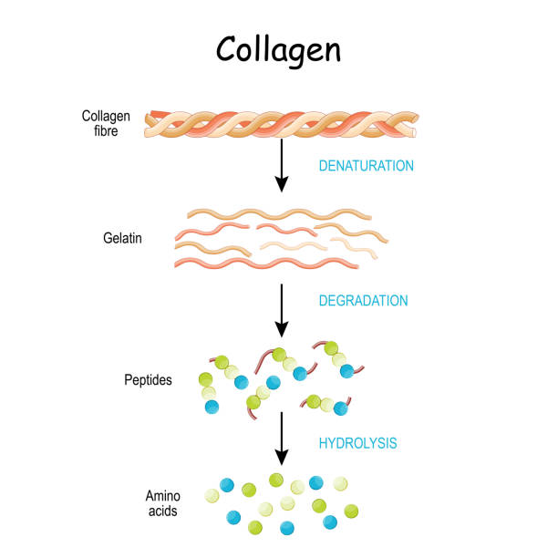 пептиды коллагена перевариваются и расщепляются на аминокислоты. - hydrolysis stock illustrations