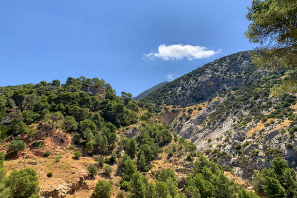 istock beautiful landscape with mountains covered with forest and clouds in the blue sky, clear sunny day 1333597021