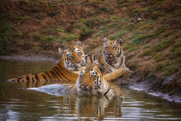 istock Tiger Family 1333597402