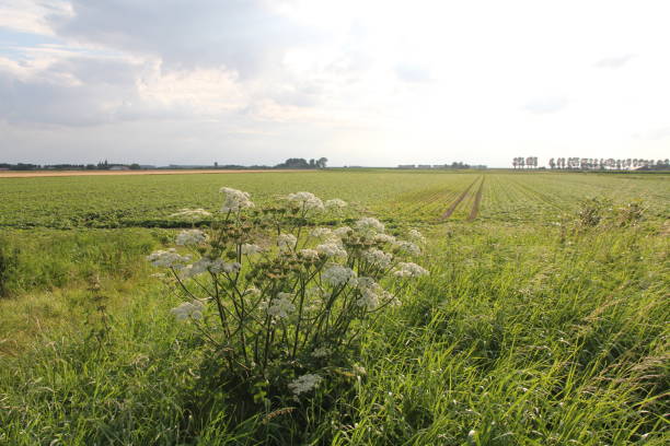 여름에 는 앞의 소 파스닙이 있는 녹색 들판 - grass shoulder rural scene road wildflower 뉴스 사진 이미지