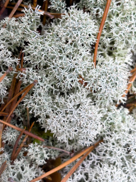 istock Light gray moss with Christmas tree needles close up 1333598826