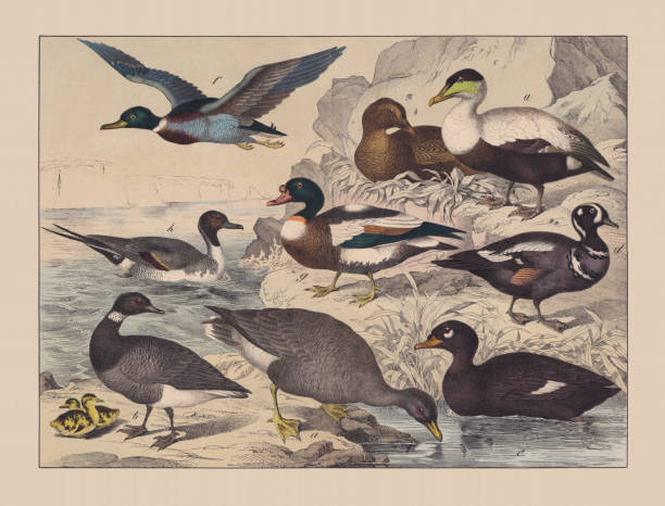 Water birds, hand-colored chromolithograph, published in 1882 Water birds: a-below) Bean goose (Anser fabalis); b-below) Brant, or brent goose (Branta bernicla); c) Common eider (Somateria mollissima, a-female, b-male); d) Harlequin duck (Histrionicus histrionicus); e) Velvet scoter (Melanitta fusca); f) Mallard (Anas platyrhynchos); g) Common shelduck (Tadorna tadorna); h) Northern pintail (Anas acuta). Hand-colored chromolithograph, published in 1882. anser fabalis stock illustrations
