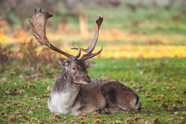 istock Fallow deer stag during the annual rut in London, UK 1333598895