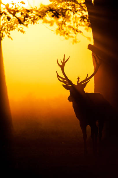 영국 런던의 이른 아침 안개 에 붉은 사슴의 실루엣 - deer season 뉴스 사진 이미지