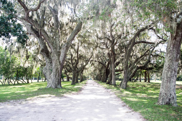 istock Cumberland Island 1333600661