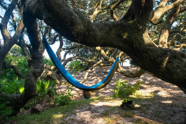 cumberland island - cumberland island georgia old ruin horse foto e immagini stock