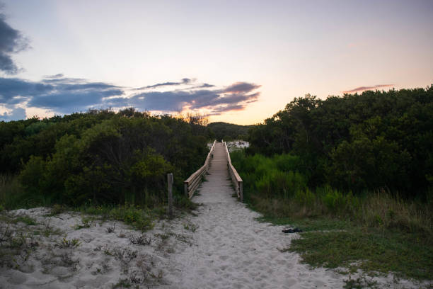 cumberland island - cumberland island foto e immagini stock