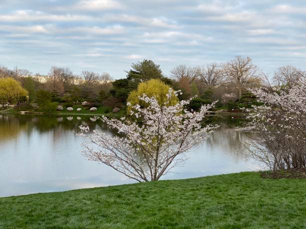 istock Life in Chicago, Lake front, Botanical garden. 1333600698