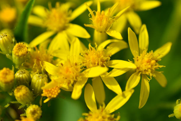 골든로드, 또는 황금 막대 solidago virgaurea짧은 우디 뿌리 줄기와 asteraceae 가족의 다년생 초본 식물입니다 - goldenrod 뉴스 사진 이미지