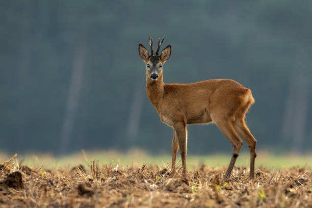 hermoso roebuck - ciervo corzo fotografías e imágenes de stock