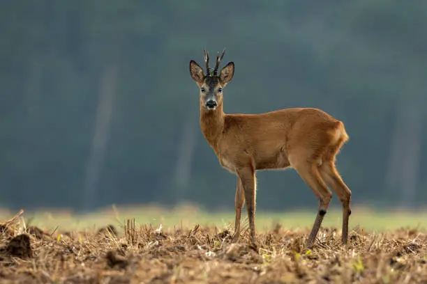 Beautiful male roe deer standing on an agricultural field in the morning.