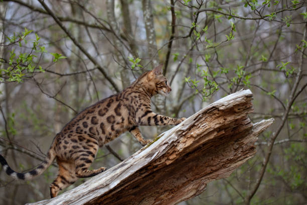 istock Curious Bengal cat walking on the tree in forest 1333602171