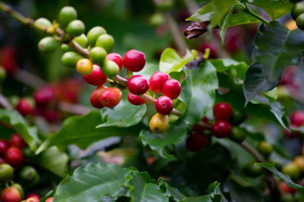 Coffee farm in Paraná, with green and ripe beans on the tree.