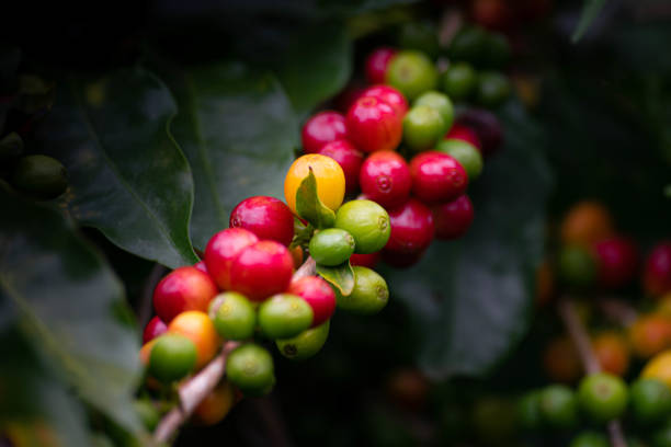 Green and ripe coffee seeds. stock photo