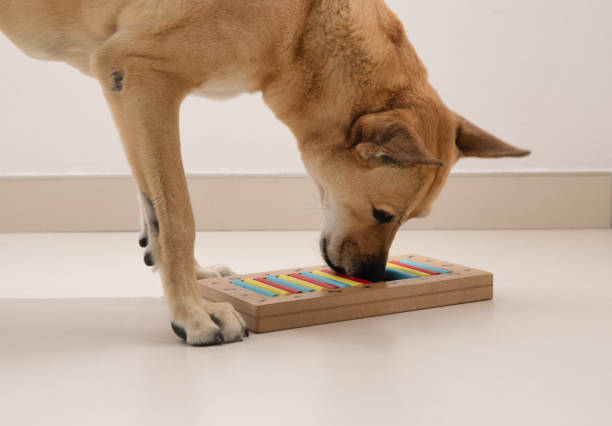 inteligentny pies szuka pysznych suszonych smakołyków w intelektualnej grze i je jeść, z bliska. intelektualna gra dla psów. i trening pracy nosa ze zwierzęciem. trening gry mózgu dla psów - curiosity searching discovery home interior zdjęcia i obrazy z banku zdjęć