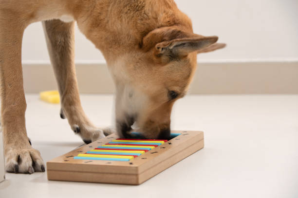 perro inteligente está buscando deliciosas golosinas secas en el juego intelectual y comerlos, de cerca. juego intelectual para perros. y entrenamiento de trabajo de nariz con mascota. entrenamiento de juego cerebral para perros - curiosity searching discovery home interior fotografías e imágenes de stock