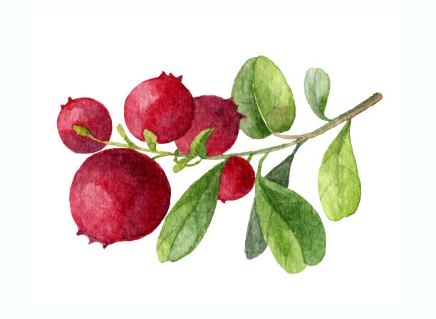 illustrazioni stock, clip art, cartoni animati e icone di tendenza di illustrazione ad acquerello di lingonberry - bearberry