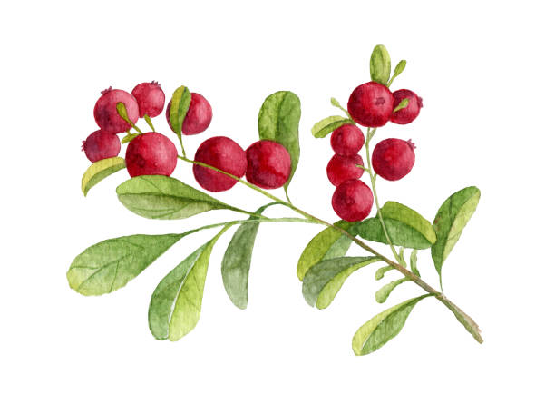 illustrations, cliparts, dessins animés et icônes de illustration à l’aquarelle de la branche de corbeau - bearberry