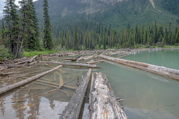 istock Log Jam at Sherbrooke Lake 1333603962