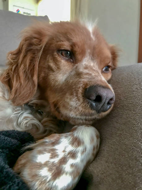 istock Breton dog resting quietly on a blanket 1333604065