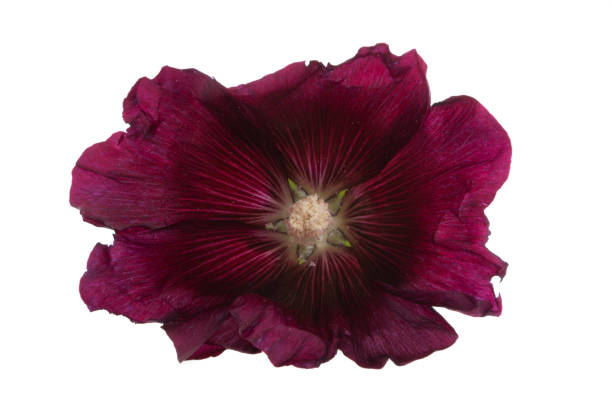hollyhock flower in the garden