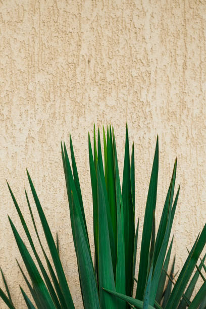 istock spiky green yucca leaves on wall background, copy space from above 1333605735
