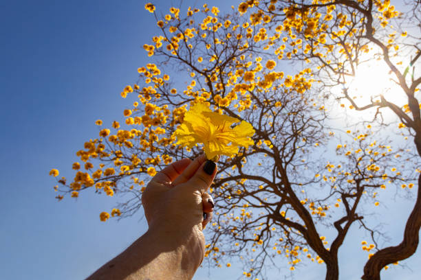 A flowering yellow ipe with blue sky.