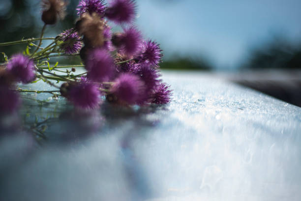 milk thistle (Silybum marianum) on a glass wet surface, dry medicinal herb thistle, herbal homeopathy, dry herbs in beautiful bokeh light effects, selective focus